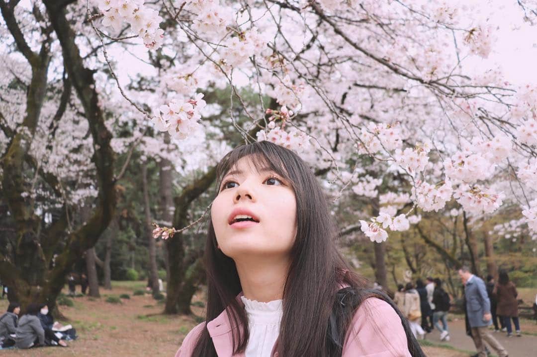 のインスタグラム：「桜とマヌケ🌸😲 #お花見#新宿御苑#桜#🌸#nanamitanabe」