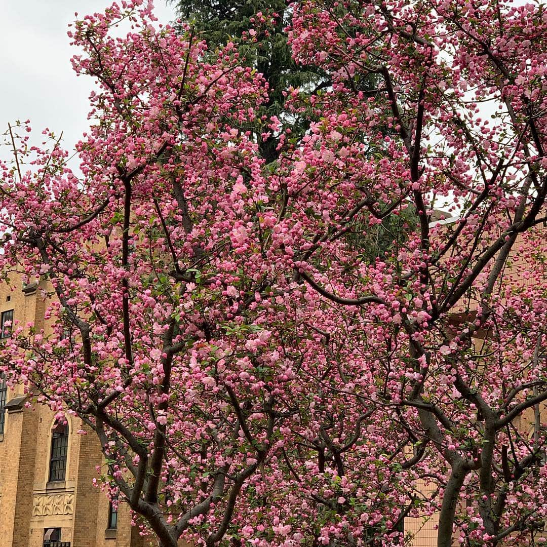 安倍宏行さんのインスタグラム写真 - (安倍宏行Instagram)「#なんの花 ? #慶應大学 #三田キャンパス で見つけた。」3月30日 23時23分 - higeabe