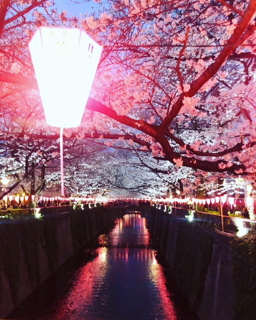 村島未悠さんのインスタグラム写真 - (村島未悠Instagram)「#目黒川#夜桜#🌸#中目黒 #お花見#風景画 #想い出#チェル日記#cherrsee」3月30日 23時27分 - happy_miyu0827