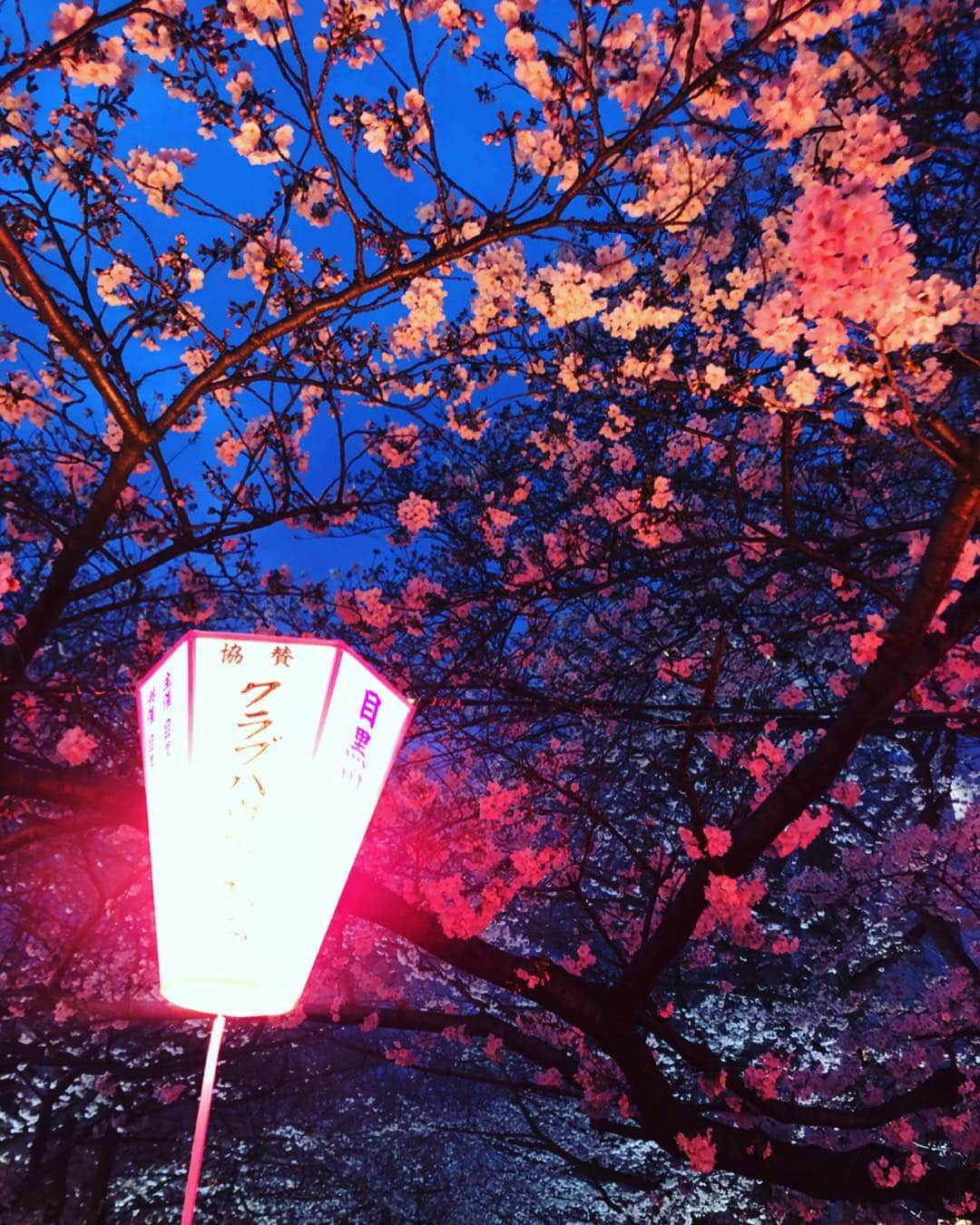 村島未悠さんのインスタグラム写真 - (村島未悠Instagram)「#目黒川#夜桜#🌸#中目黒 #お花見#風景画 #想い出#チェル日記#cherrsee」3月30日 23時27分 - happy_miyu0827