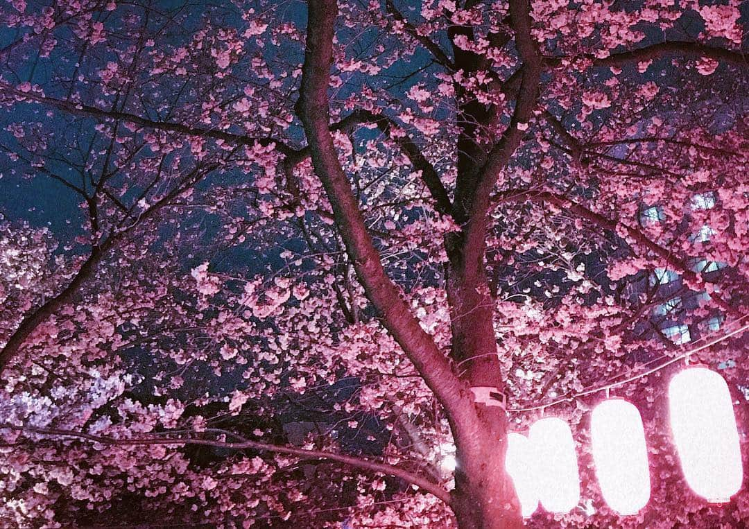 ケビン さんのインスタグラム写真 - (ケビン Instagram)「Awestruck by the cherry blossoms glowing in the night sky🌸✨ 夜桜🌸🌸🌸🌸 밤벚꽃🌸🌸🌸🌸 #cherryblossom #spring  #japan  #photography」3月30日 23時36分 - kevinwoo_official