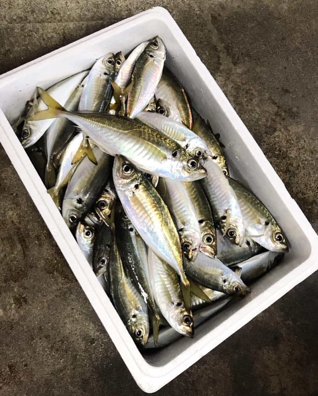 中城あすかさんのインスタグラム写真 - (中城あすかInstagram)「昨日は、アジ釣りに行きました！ 雨は降らなかったけど、とっても寒くて震えてました！ けど4人で100匹という大漁な釣り果でした🙌🏻 . そのあと、アジパーティをして美味しくいただきました。 みんなで業者並みに捌いたのは良い思い出🤣 アジ料理は、なめろうとアジフライと刺身！ 刺身をアジ変してカルパッチョにもしたり！ 楽しかったなあ☺️ 捌くのに必死すぎて、写真が全然ないww . 今日は実家に持って行って、母がアジフライとマリネを作ってくれたよ！ 美味しかったなあ💓 . あんなにアジを見たし食べたのに、まだ食べられる😁 . #釣り #アジ #アジ釣り #釣りガール #アウトドア #アウトドア女子 #fishing #fishinggirl」3月30日 23時37分 - asukanakajo
