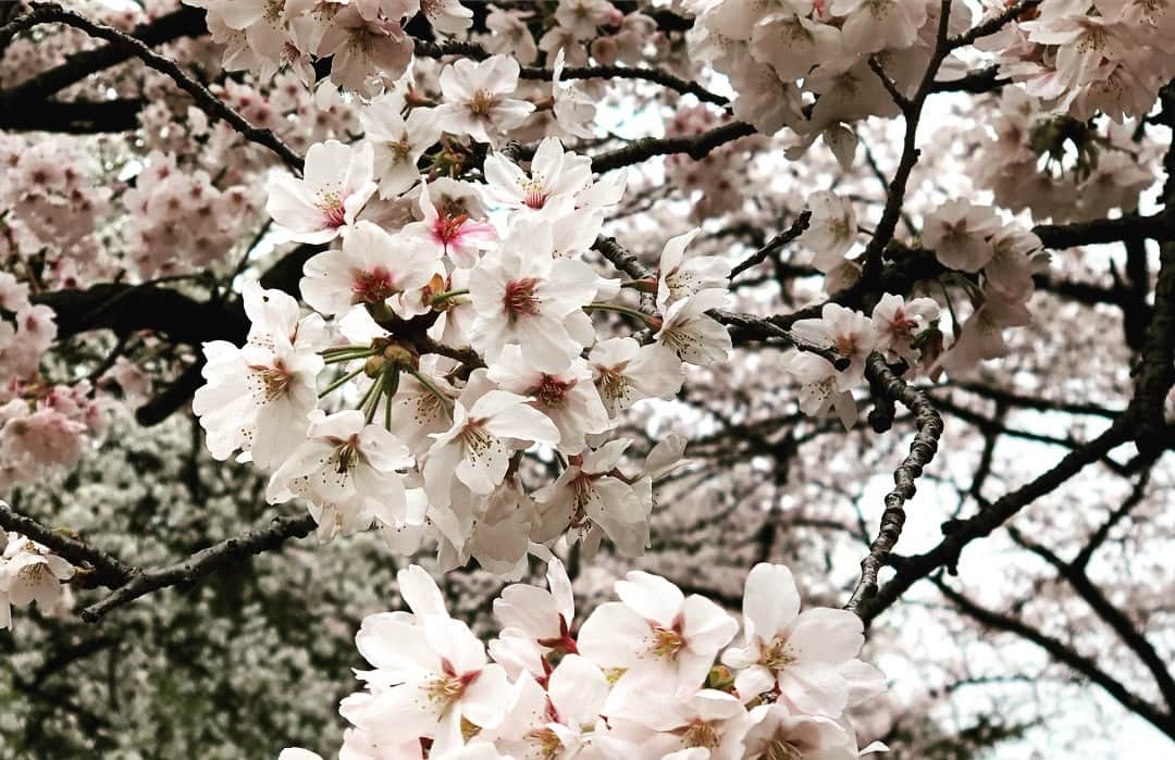 柴田嶺さんのインスタグラム写真 - (柴田嶺Instagram)「Sakura season🌸 #sakura#spring#cherryblossom#beautiful#pretty」3月30日 23時40分 - ryo_shibata_skate