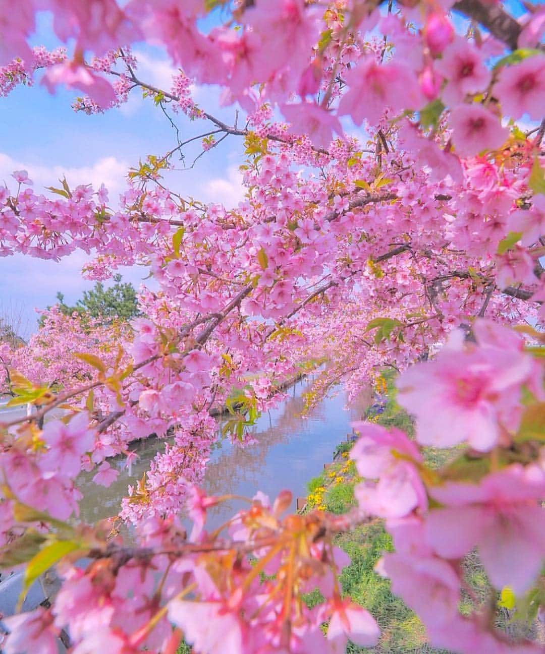 ジュリアナ・パエスさんのインスタグラム写真 - (ジュリアナ・パエスInstagram)「Olha pra essas cores!!!!! Faz tempo tenho esse sonho de conhecer o Japão na época das cerejeiras...pensei que seria neste ano, mas não deu... mas anotem aí, amigos!!! Vcs ainda vão me ver no meio desse rosa que enche meu coração de paz e amor! Que encha o de vcs tbm... lindo sábado a todos!!!! 📸 @criss1016」3月30日 23時41分 - julianapaes