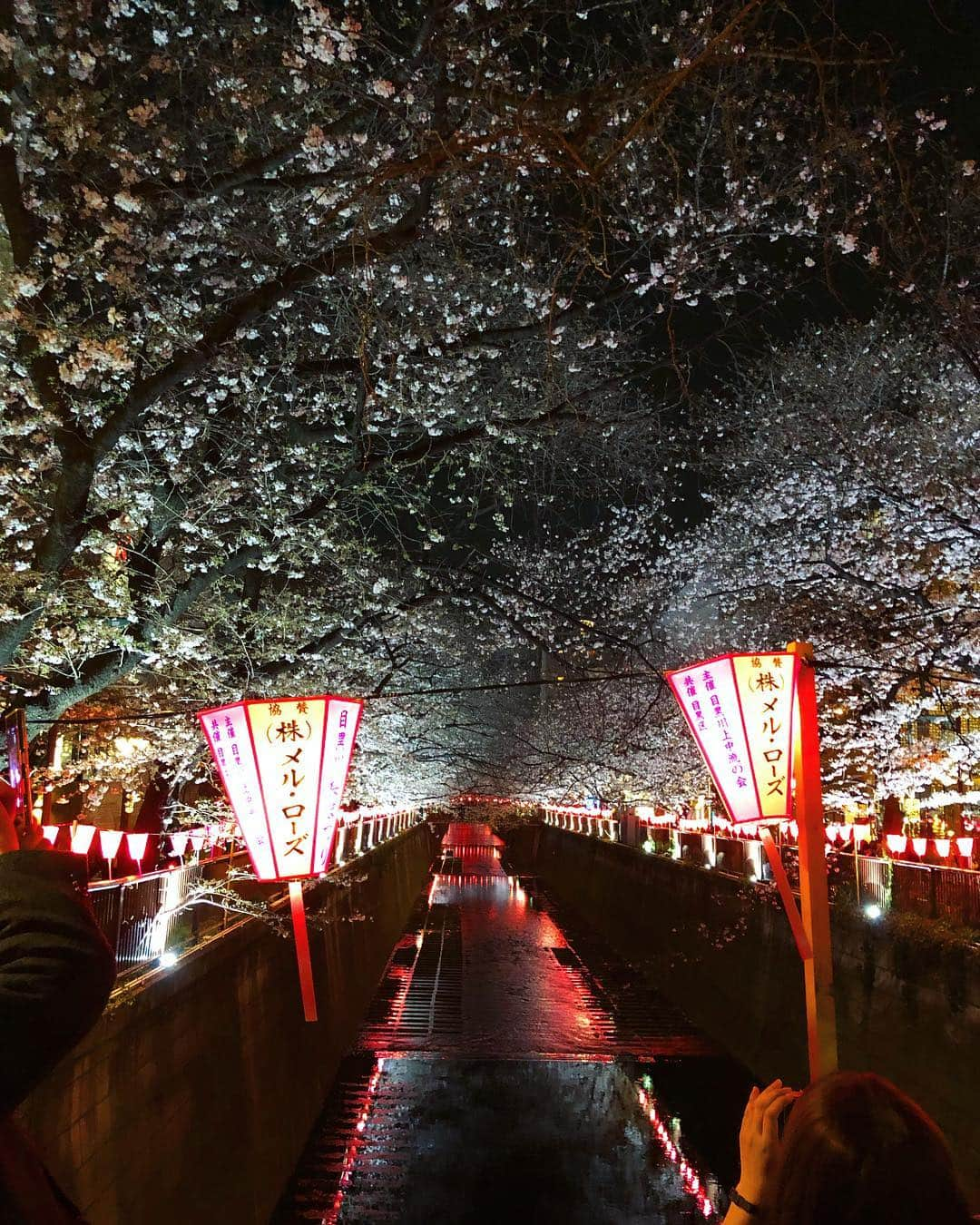 MARIA FUJIOKAさんのインスタグラム写真 - (MARIA FUJIOKAInstagram)「🌸チェリーブロォォォッサム🌸Cherry Blossoms🌸  今夜はエンソフでプレイ！3:30-やるよ楽しみ〰️💜🍶」3月30日 23時47分 - mariasatelles