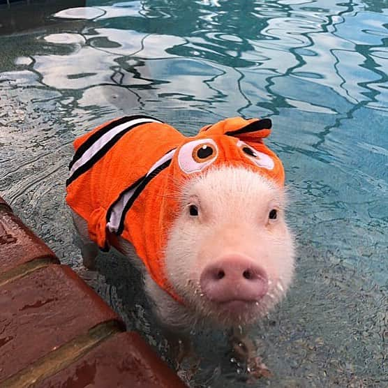 Priscilla and Poppletonさんのインスタグラム写真 - (Priscilla and PoppletonInstagram)「“Of all the fish in the sea, I’m so glad you swam to me!” I think the feeling is mutual. Look at that face!🐷💦#justkeepswimming #PiggyPenn #fisharefriendsnotfood #findingnemo #PrissyandPop」3月30日 23時47分 - prissy_pig