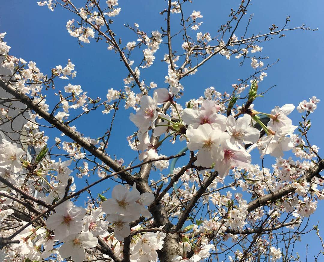 福田沙紀さんのインスタグラム写真 - (福田沙紀Instagram)「うわぁ！桜🌸と 先週暖かい日にパチリ。 せっかく満開なのに急に肌寒いですよね。  厚着で風邪ひかないように皆様お花見楽しんでください🍡🌸」3月31日 0時09分 - sakifukuda_official