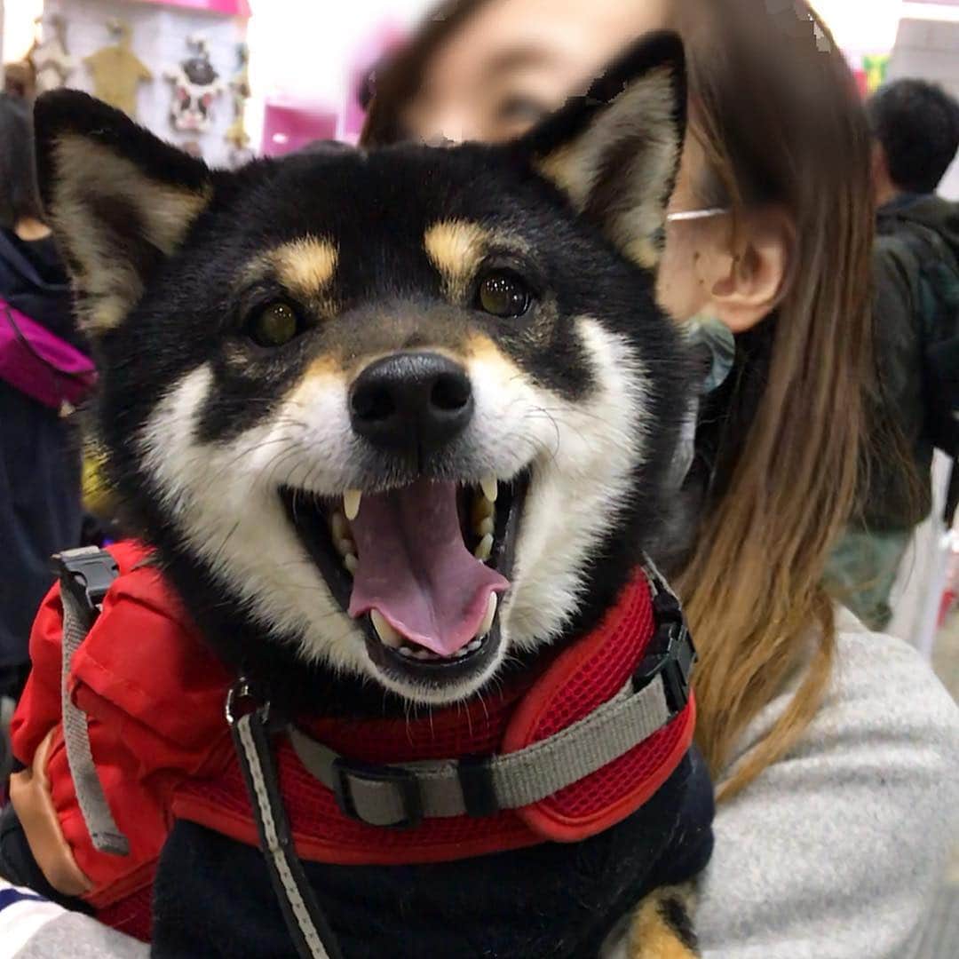 まめ丸さんのインスタグラム写真 - (まめ丸Instagram)「* * インターペットたのしかったー🐶💓 * ①②おともだちにだっこされてニコニコなぼく ③うしろから迫りくる豆千代くん❤️ @mamechiyo728  ④マッチョポーズがかわいすぎるー😍 ⑤今日の戦利品 * #ほかのお写真とかは明日ブログにのせるね #柴犬まる 先輩には会えなかった🐶💦 #おやついっぱいゲット🐶💓 * #柴犬#豆柴#柴#黒柴#犬#ふわもこ部#犬バカ部#しばいぬ#shiba#shibainu#shibastagram#shibadog#puppy#instadog#dogstagram#dog#pet#petstagram#adorable#kawaii#강아지#weeklyfluff#dailyfluff#anicas#インターペット#インターペット2019#インターペット戦利品」3月31日 0時10分 - mamemarukun