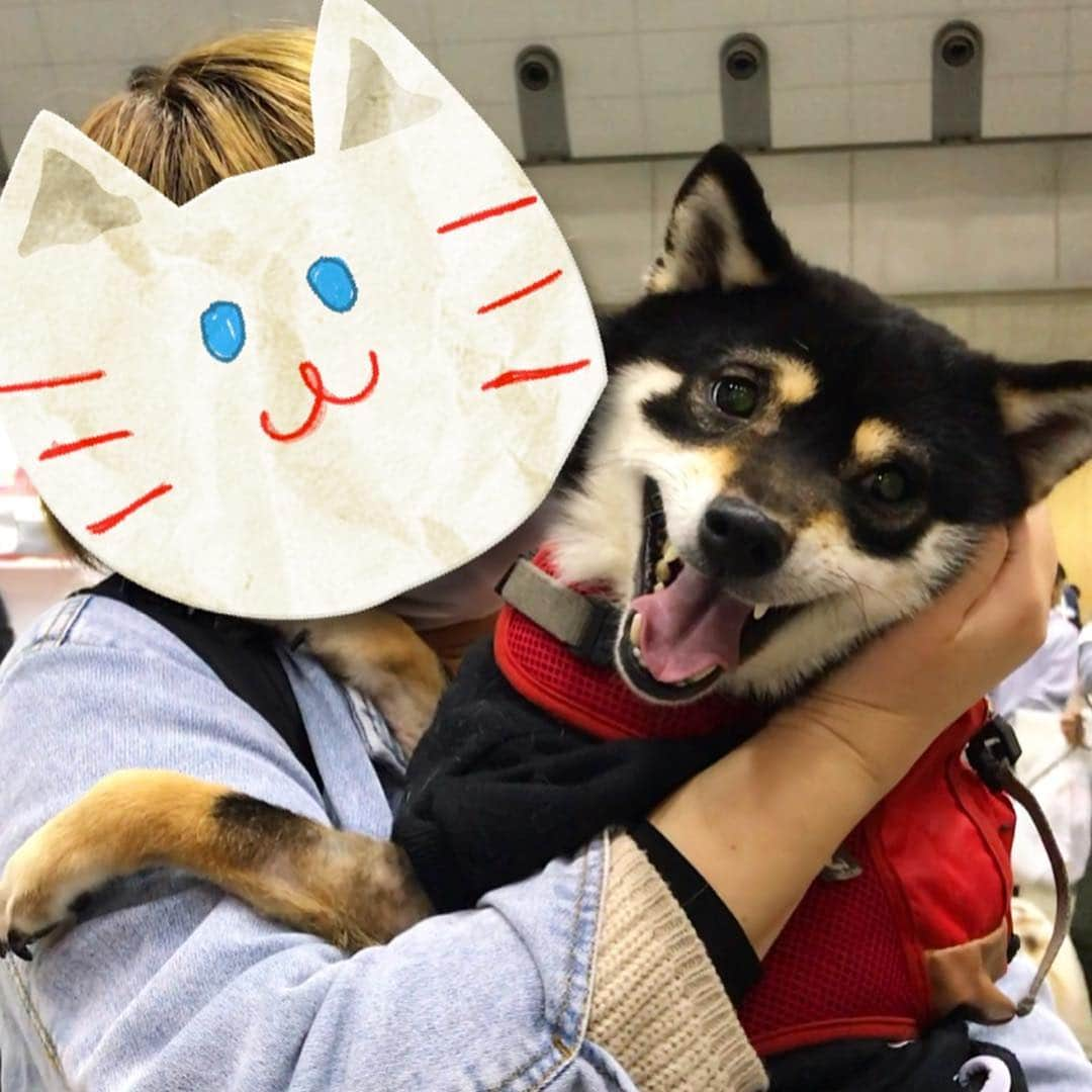 まめ丸さんのインスタグラム写真 - (まめ丸Instagram)「* * インターペットたのしかったー🐶💓 * ①②おともだちにだっこされてニコニコなぼく ③うしろから迫りくる豆千代くん❤️ @mamechiyo728  ④マッチョポーズがかわいすぎるー😍 ⑤今日の戦利品 * #ほかのお写真とかは明日ブログにのせるね #柴犬まる 先輩には会えなかった🐶💦 #おやついっぱいゲット🐶💓 * #柴犬#豆柴#柴#黒柴#犬#ふわもこ部#犬バカ部#しばいぬ#shiba#shibainu#shibastagram#shibadog#puppy#instadog#dogstagram#dog#pet#petstagram#adorable#kawaii#강아지#weeklyfluff#dailyfluff#anicas#インターペット#インターペット2019#インターペット戦利品」3月31日 0時10分 - mamemarukun