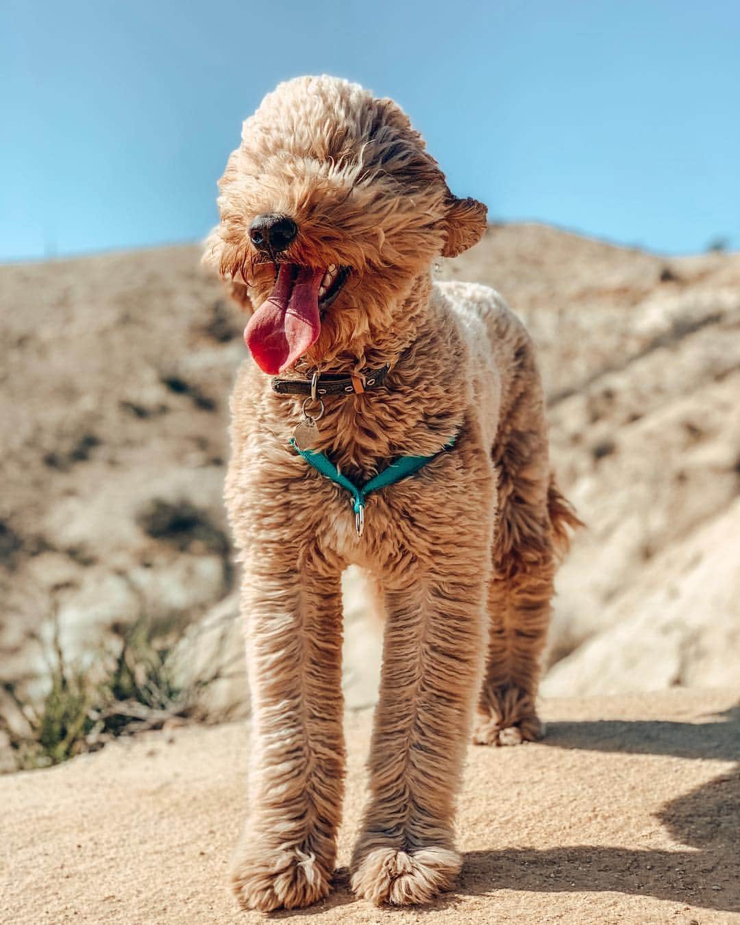 DogsOf Instagramのインスタグラム：「“It’s just a little windy today...” writes @forrest.and.jameson  #dogsofinstagram」