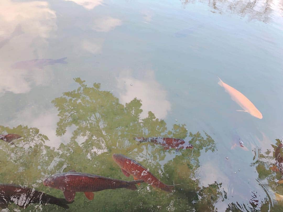 松本慈子さんのインスタグラム写真 - (松本慈子Instagram)「すいすーい🐟 . 松本城の下で大きな大きな鯉さん達がたくさん泳いでました。右上の金色に近い色の鯉見つけたからいい事ありそう😳✨ . 池に映ってる木もいい感じ🌳 . . #松本慈子の勝手にインスタ映え100枚チャレンジ旅 #長野 #長野観光 #松本市 #松本城 #松本 #鯉 #naganojapan #matsumoto #matsumotocastle #095」3月31日 0時11分 - chikako_1119