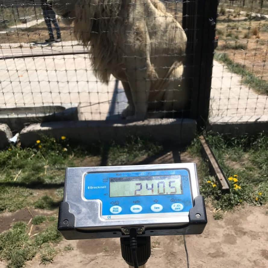 Black Jaguar-White Tiger さんのインスタグラム写真 - (Black Jaguar-White Tiger Instagram)「At 240.5 KG (530 pounds), MIKI is the confirmed biggest Lion (Or Tiger) that we have. But I haven’t weighed The Big Pride in year and a half, so let’s see :) Con 240.5 Kilos, MIKI es el Leon (O Tigre) más grande que tenemos, pero no hemos pesado aún a The Big Pride, ya veremos en cuanto están Luke, Han, ILanga, Ali y Alcyone :) #MikisPrideBJWT #TheBigPrideBJWT #SaveLions」3月31日 0時11分 - blackjaguarwhitetiger