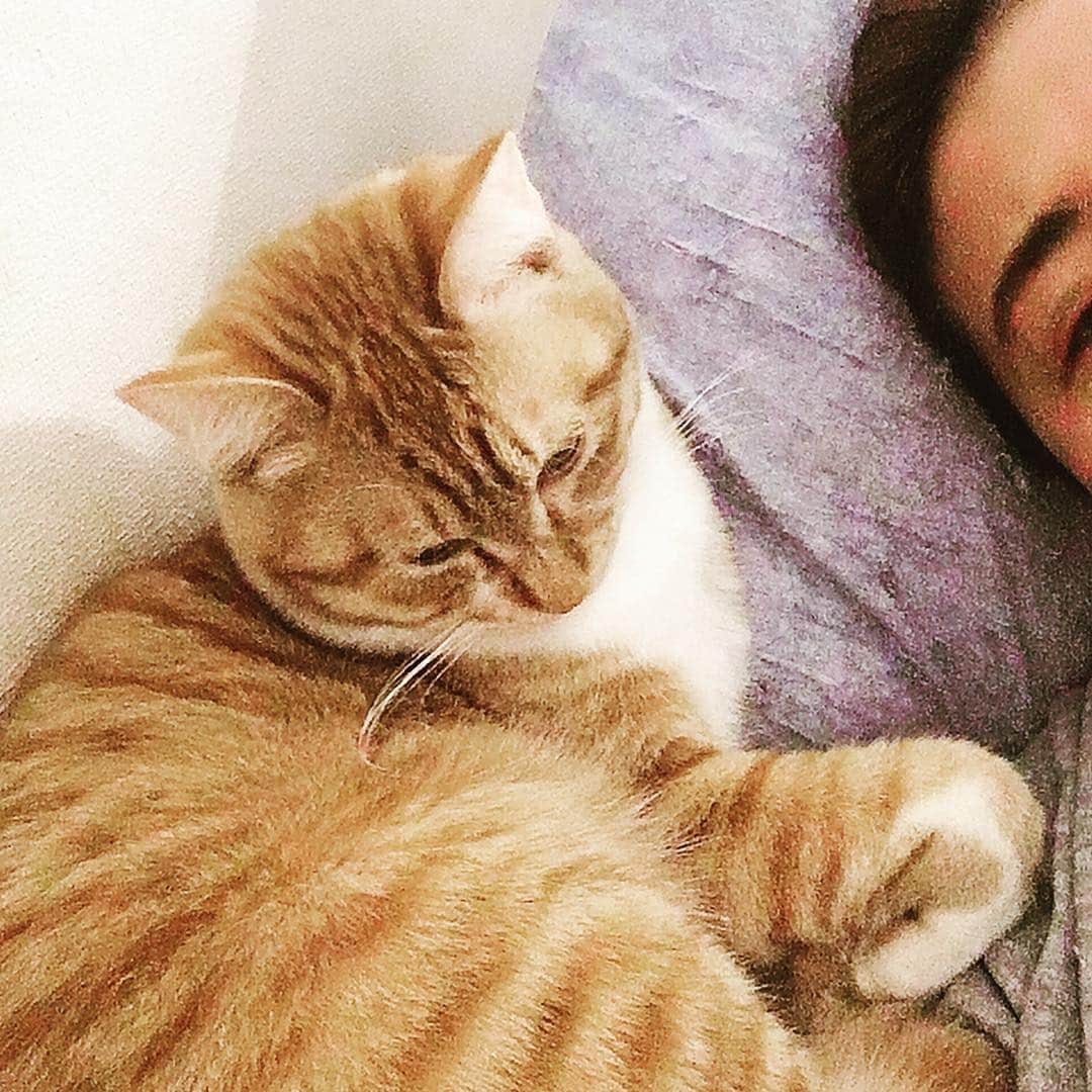 金巻ともこさんのインスタグラム写真 - (金巻ともこInstagram)「おやすみ #kurohakuchai #tabby #orangetabby #cat #猫 #茶トラ」3月31日 0時15分 - tomotomoco