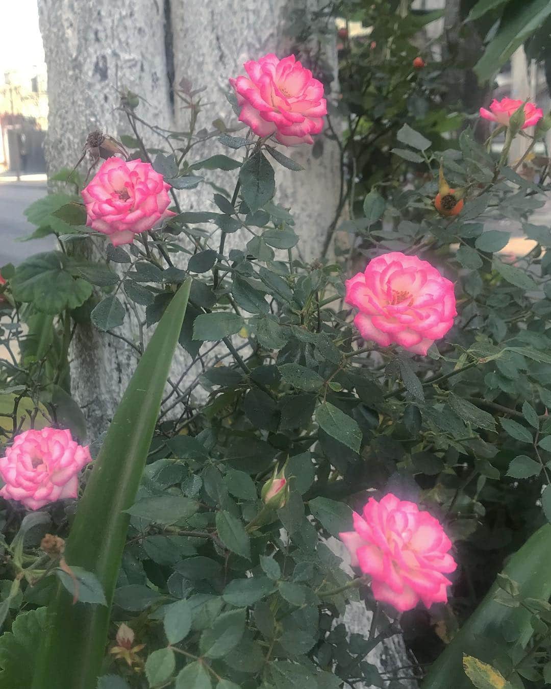 のインスタグラム：「Mexico Rosa🕊🌹🕊」