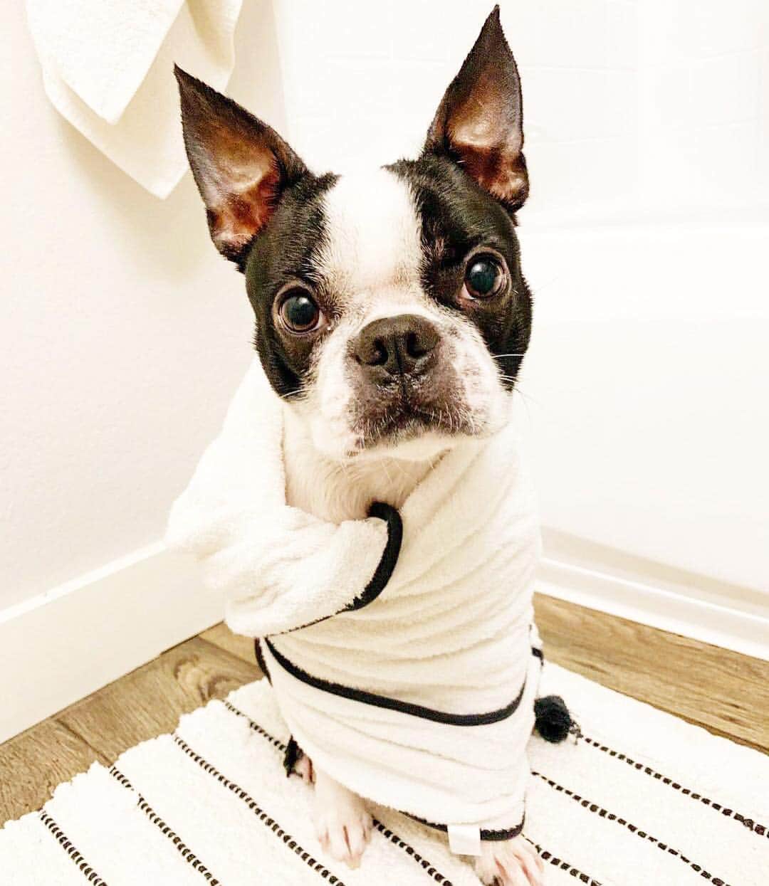 Targetさんのインスタグラム写真 - (TargetInstagram)「When life gets ruff take a bath and relax. #Selfcare ✨ 📷: @bostonterrierbears」3月31日 0時29分 - target