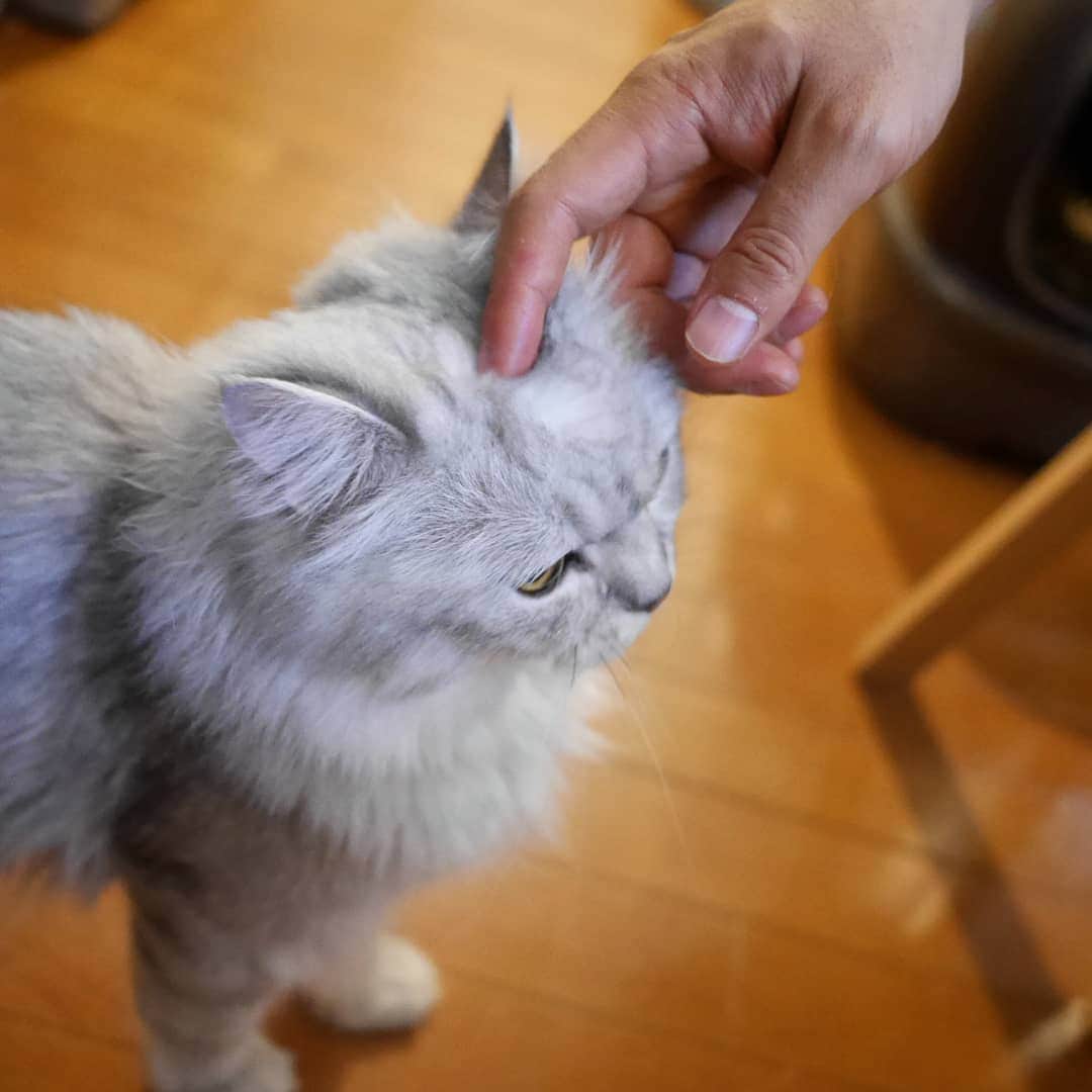 refeiaのインスタグラム