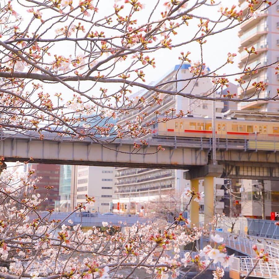 東急電鉄さんのインスタグラム写真 - (東急電鉄Instagram)「. The rows of cherry blossoms from Gotanda station to Ōsaki-Hirokōji station is well known as “Sakura” spot. Among them, people gather at “Gotanda waterside Plaza” (Gotanda Fure-ai Mizube Hiroba). You can enjoy the collaborated view of Cherry x Ikegami line. (Gotanda Station/Ikegami Line) . お花見スポットとして多くの方に知られている五反田駅から大崎広小路駅まで広がる桜並木。その中でも多くの人が集まるスポットとして知られている「五反田ふれあい水辺広場」。公園の近くから見える桜×東急池上線のコラボレーションをお楽しみください。 （五反田駅/東急池上線） . #🌸 #sakura #cherryblossoms #hanami #spring #meguroriver #railways #railways_of_our_world #trainphotography #tokyo #japan #unknownjapan #livinginjapan #instagramjapan #japan_daytime_view #japantrip #explorejapan #discoverjapan #벚꽃 #일본 . #桜 #お花見 #目黒川 #目黒川の桜 #東急電鉄 #五反田 #電車 #東急日和 #東急線めぐり」3月31日 11時29分 - tokyu_railways
