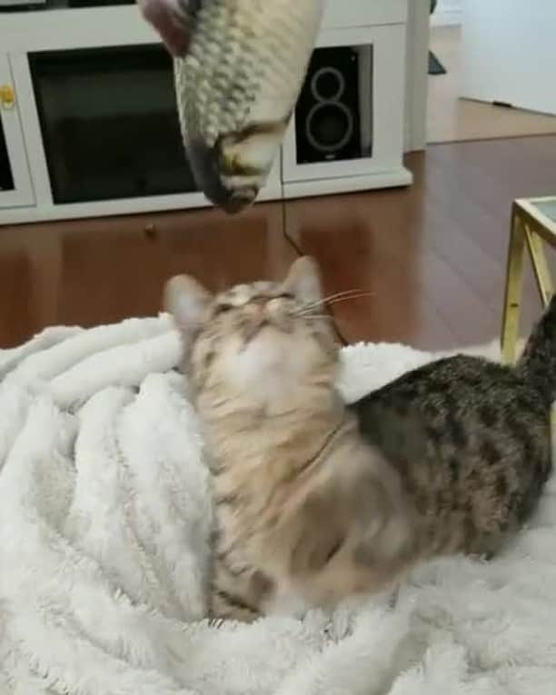 Aww Clubのインスタグラム