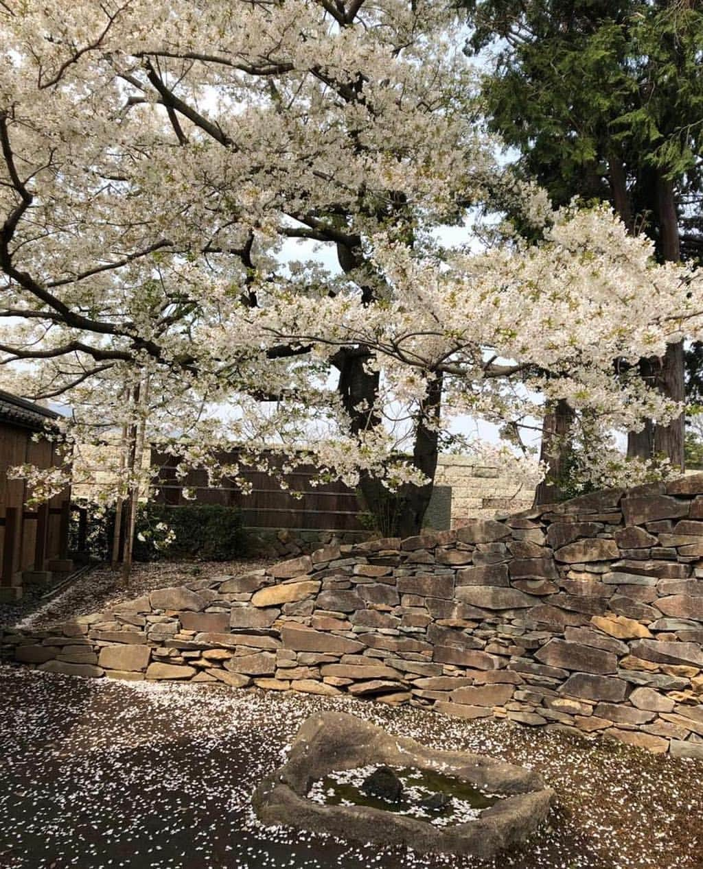 ドリス・ヴァン・ノッテンさんのインスタグラム写真 - (ドリス・ヴァン・ノッテンInstagram)「Japan’s Sakura season  Picture from the Odawara Art Foundation Enoura Observatory.  #dvn #driesvannoten #cherryblossom #dries10aoyama #hiroshisugimoto #odawaraartfoundation」3月31日 10時00分 - driesvannoten