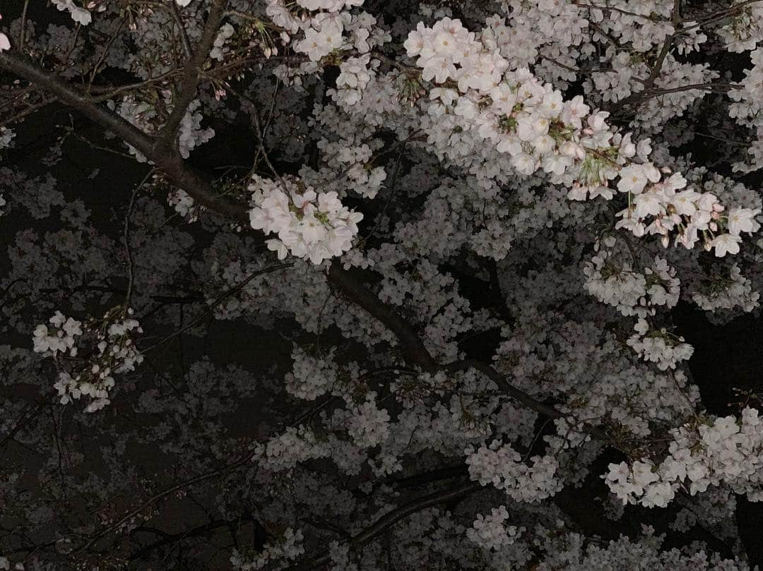 辺見えみりさんのインスタグラム写真 - (辺見えみりInstagram)「夜桜 あともうちょっとで満開かな」3月31日 10時04分 - emiri_hemmi