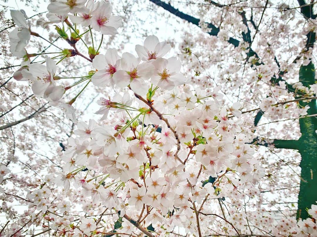 中村優さんのインスタグラム写真 - (中村優Instagram)「ぼけぼけしてる間にこんなに咲いていた…🌸🤲❤️」3月31日 10時08分 - nkmr_yu
