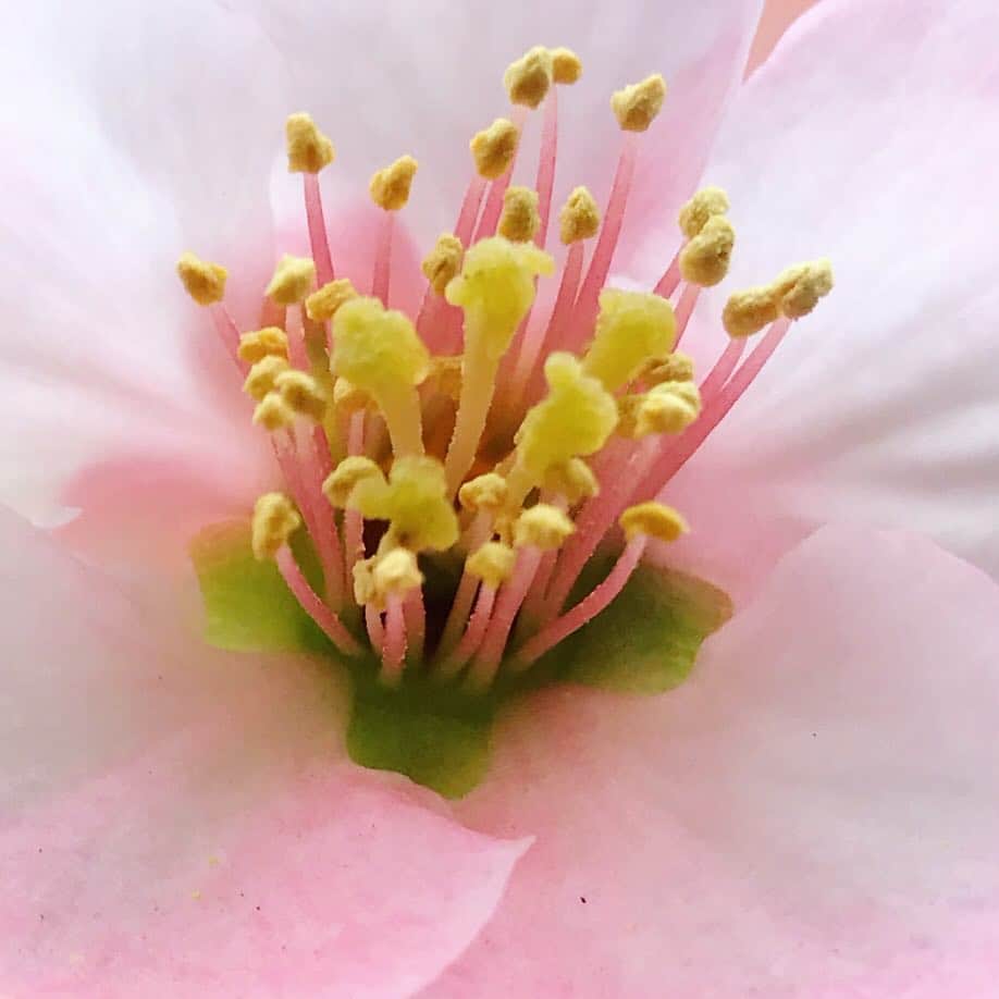 早坂香須子さんのインスタグラム写真 - (早坂香須子Instagram)「お散歩中に見つけた寒木瓜の花。 造形の美しさと可愛さに しばしうっとり #寒木瓜 #花 #flower」3月31日 10時09分 - kazukovalentine