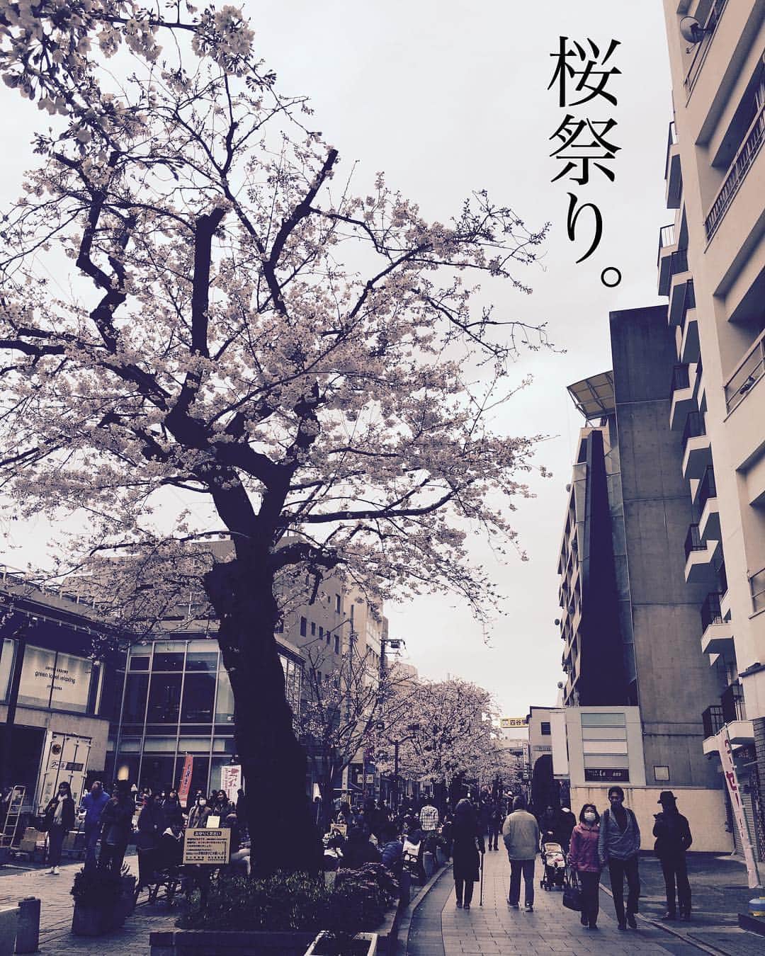 珠洲春希さんのインスタグラム写真 - (珠洲春希Instagram)「整体の帰りの遊歩道の桜🌸達。 自由が丘は桜祭り中でした。  そしてまた篭る。。。 #桜 #自由が丘 #整体 #頼りになるお姉さん」3月31日 10時29分 - harukisuzu54
