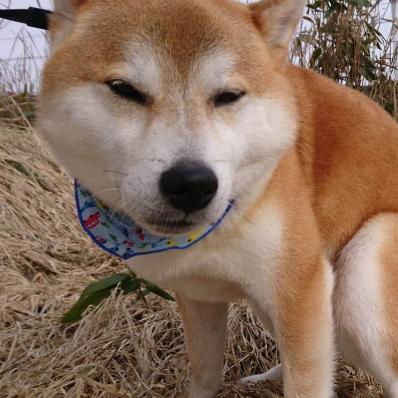 柴犬⭐️サスケさんのインスタグラム写真 - (柴犬⭐️サスケInstagram)「おはわん #朝ん歩 #💩#茶助#柴犬#赤柴#わんだフォ#犬ら部 #ふわもこ部 #北海道#柴北会 #pecoいぬ部 #shibagram  #shibasnap #🐶📷」3月31日 10時42分 - shiba20150405