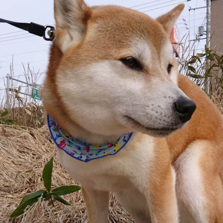 柴犬⭐️サスケさんのインスタグラム写真 - (柴犬⭐️サスケInstagram)「おはわん #朝ん歩 #💩#茶助#柴犬#赤柴#わんだフォ#犬ら部 #ふわもこ部 #北海道#柴北会 #pecoいぬ部 #shibagram  #shibasnap #🐶📷」3月31日 10時42分 - shiba20150405