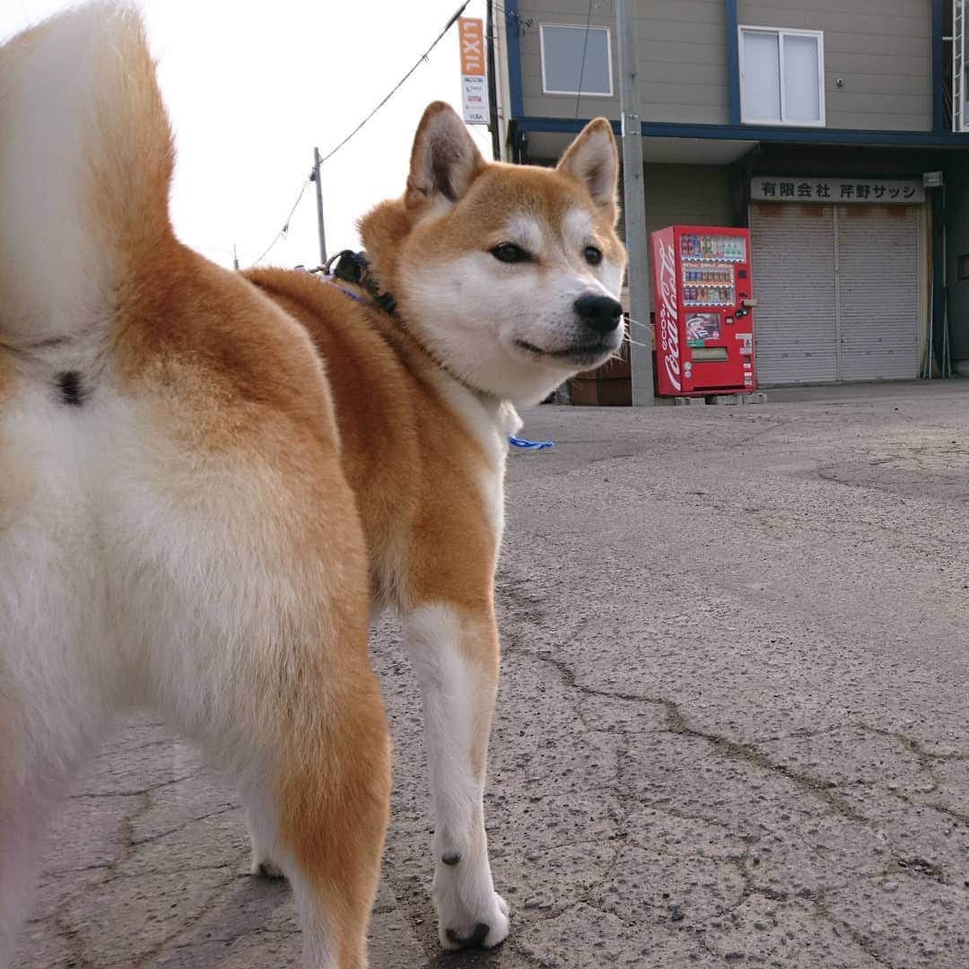 柴犬⭐️サスケさんのインスタグラム写真 - (柴犬⭐️サスケInstagram)「おはわん #朝ん歩 #💩#茶助#柴犬#赤柴#わんだフォ#犬ら部 #ふわもこ部 #北海道#柴北会 #pecoいぬ部 #shibagram  #shibasnap #🐶📷」3月31日 10時42分 - shiba20150405