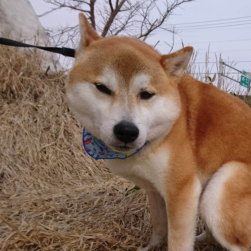 柴犬⭐️サスケさんのインスタグラム写真 - (柴犬⭐️サスケInstagram)「おはわん #朝ん歩 #💩#茶助#柴犬#赤柴#わんだフォ#犬ら部 #ふわもこ部 #北海道#柴北会 #pecoいぬ部 #shibagram  #shibasnap #🐶📷」3月31日 10時42分 - shiba20150405