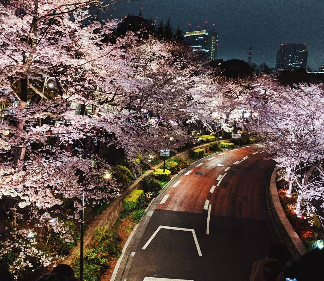 広瀬未花さんのインスタグラム写真 - (広瀬未花Instagram)「googlepixelは実はとっても夜景撮影に強いのです！  こんな感じで、夜桜も綺麗に撮れちゃいます🌸 （エフェクトかけてます）  #googlepixel3  #google #teampixel #googlepixelで撮影 #夜桜 #桜」3月31日 10時42分 - micahirose