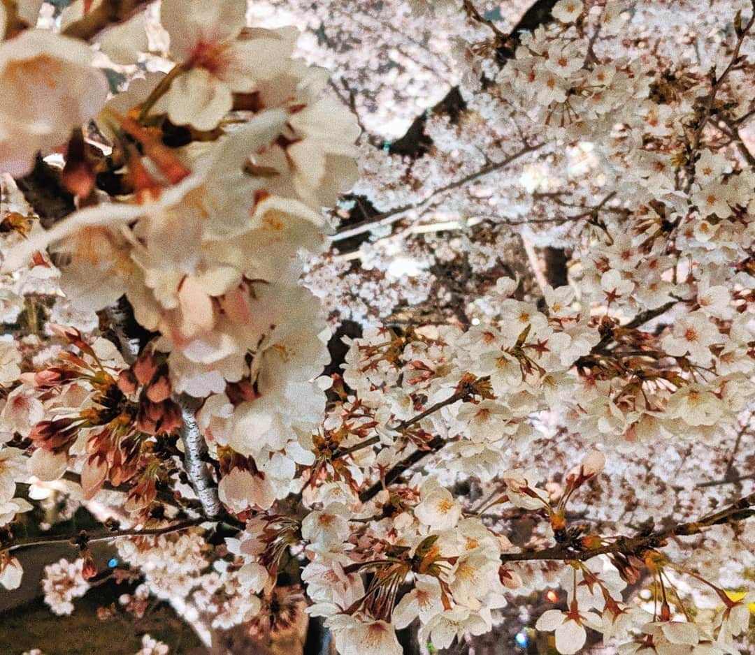 広瀬未花さんのインスタグラム写真 - (広瀬未花Instagram)「googlepixelは実はとっても夜景撮影に強いのです！  こんな感じで、夜桜も綺麗に撮れちゃいます🌸 （エフェクトかけてます）  #googlepixel3  #google #teampixel #googlepixelで撮影 #夜桜 #桜」3月31日 10時42分 - micahirose