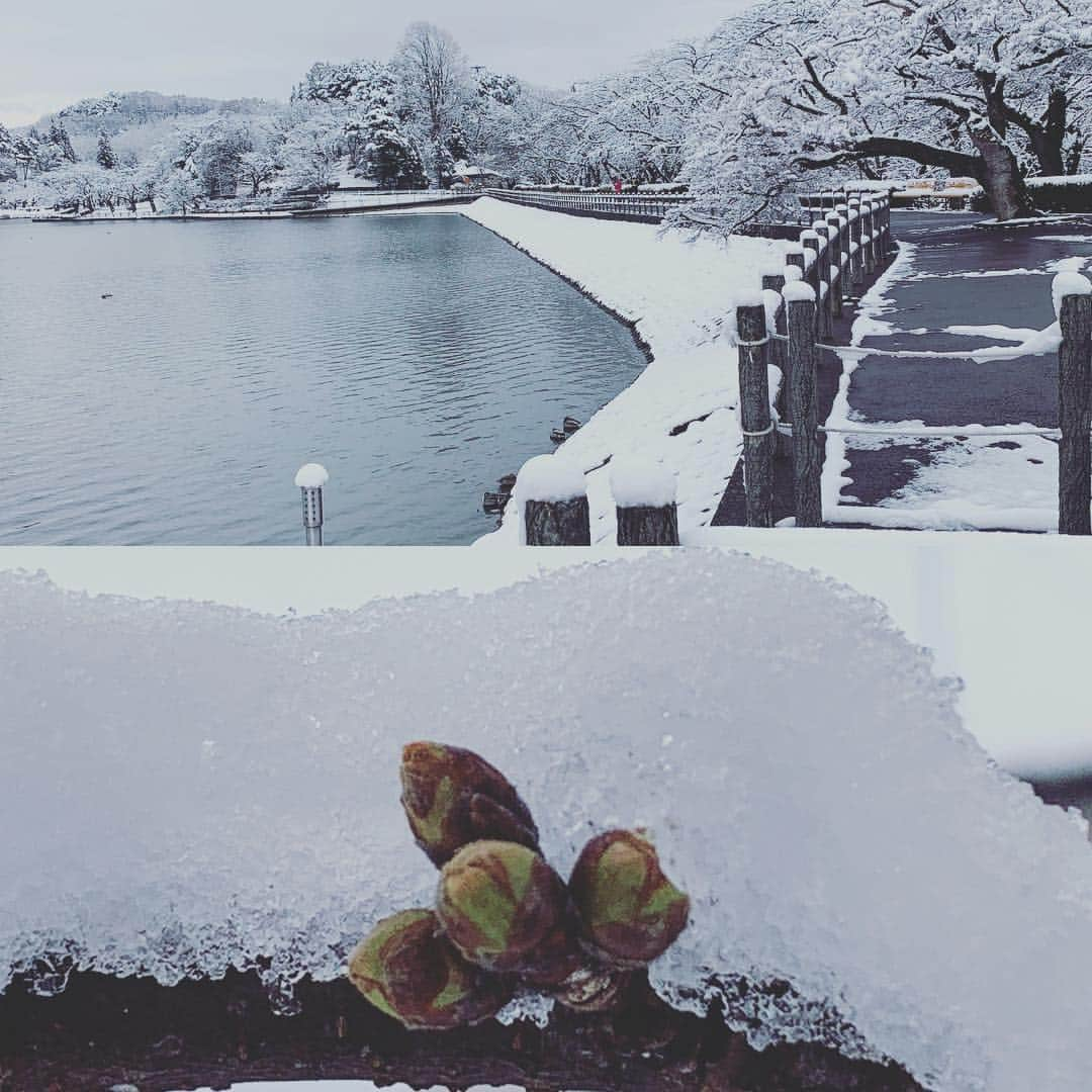 大隅智子さんのインスタグラム写真 - (大隅智子Instagram)「雪景色の高松の池、凍える桜🌸  #高松の池 #盛岡 #桜 #雪」3月31日 10時51分 - tomokotenki