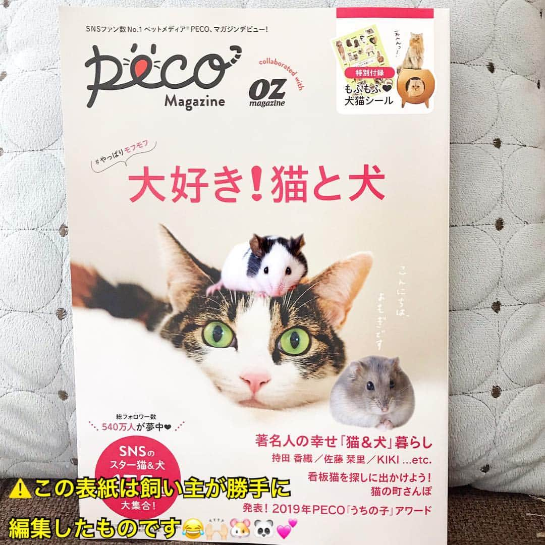 hamster_mocoさんのインスタグラム写真 - (hamster_mocoInstagram)「なんとっ💕我が家の【ウメ】と【ミチ】が雑誌デビューです😂🎉🐼🐹✨ ⚠️お写真の雑誌の表紙は飼い主がこうだったら可愛いな〜💕なんて言う勝手な願望を元に編集したものです🤣本来はネコのよもぎちゃんのみの表紙です😂🐱🐾 #ペコマガジン #pecoオズマガジン2019 ☺︎︎ 雑誌「OZmagazine」とペットの動画メディアSNSファン数No.1✨の「PECO」@pecotv がコラボした【pecoMagazine】の発表！2019年PECO「うちの子アワード」というページのハムスター部門に掲載して頂きました🐹🐾😂 ☺︎︎ 私も大好きなお気に入りの写真でうちの子アワードに受賞できて本当に嬉しいです😍また宝物と思い出がひとつ増えました😌💫 ☺︎︎ 本屋さんにお立ち寄りの際はもう店頭に並んでいる？かと思いますのでぜひ手に取って読んでみてください✨後ろの方のページです😉🙌🏼 2019.3.31 ☺︎︎ #パンダマウス#パンダマウスおにぎり三姉妹 #ハムスターミチ#ハムスター#ジャンガリアンハムスター#ジャンガリアン#ブルーサファイア#ブルーサファイアハムスター#ジャンガリアンブルーサファイア #hamster#djungarian#hamstagram#hammy#happy_pets#PET_OF_OUR_WORLD#igersjp#ig_japan#instapet#weeklyfluff#kawaii#cute#仓鼠#정글리안#햄스터」3月31日 11時04分 - asahi.fl