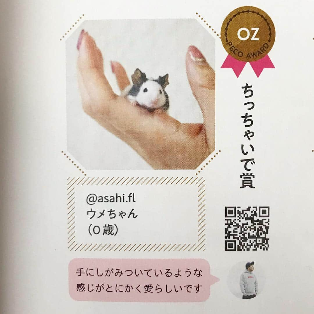 hamster_mocoさんのインスタグラム写真 - (hamster_mocoInstagram)「なんとっ💕我が家の【ウメ】と【ミチ】が雑誌デビューです😂🎉🐼🐹✨ ⚠️お写真の雑誌の表紙は飼い主がこうだったら可愛いな〜💕なんて言う勝手な願望を元に編集したものです🤣本来はネコのよもぎちゃんのみの表紙です😂🐱🐾 #ペコマガジン #pecoオズマガジン2019 ☺︎︎ 雑誌「OZmagazine」とペットの動画メディアSNSファン数No.1✨の「PECO」@pecotv がコラボした【pecoMagazine】の発表！2019年PECO「うちの子アワード」というページのハムスター部門に掲載して頂きました🐹🐾😂 ☺︎︎ 私も大好きなお気に入りの写真でうちの子アワードに受賞できて本当に嬉しいです😍また宝物と思い出がひとつ増えました😌💫 ☺︎︎ 本屋さんにお立ち寄りの際はもう店頭に並んでいる？かと思いますのでぜひ手に取って読んでみてください✨後ろの方のページです😉🙌🏼 2019.3.31 ☺︎︎ #パンダマウス#パンダマウスおにぎり三姉妹 #ハムスターミチ#ハムスター#ジャンガリアンハムスター#ジャンガリアン#ブルーサファイア#ブルーサファイアハムスター#ジャンガリアンブルーサファイア #hamster#djungarian#hamstagram#hammy#happy_pets#PET_OF_OUR_WORLD#igersjp#ig_japan#instapet#weeklyfluff#kawaii#cute#仓鼠#정글리안#햄스터」3月31日 11時04分 - asahi.fl