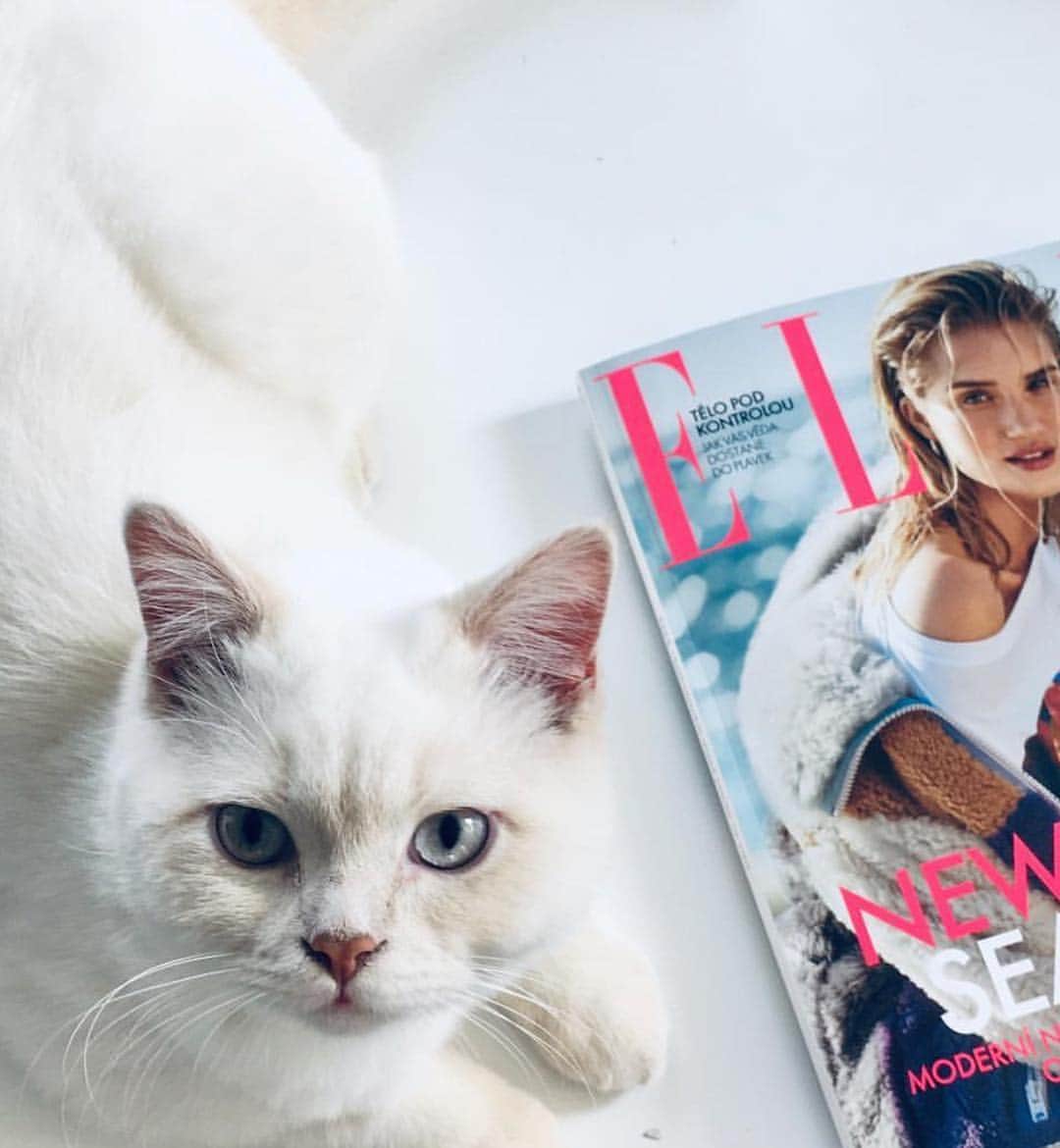 ELLE Czechさんのインスタグラム写真 - (ELLE CzechInstagram)「Opět vaše inspirativní dubnové #ELLECover/s. Děkujeme. Jo a pozor!!! Už máte slevové kupóny na “Shopping fever”??? Dejte si do diářů 12.-14.4.2019.  ______ #ELLEczech #thebestfollowers #aprilissue #outnow #bestforweekend #ShoppingFever」3月31日 2時38分 - elleczech