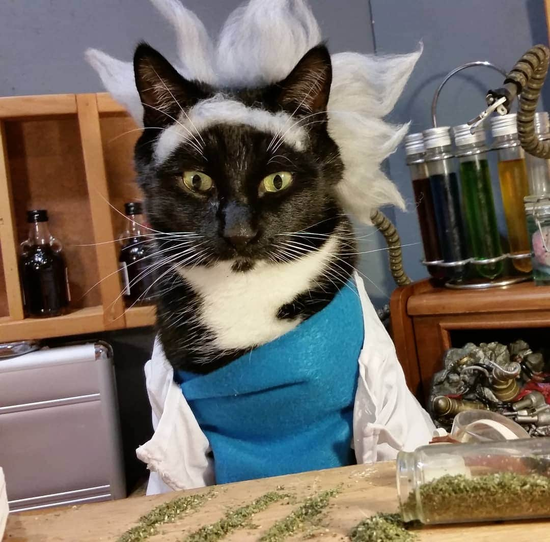 猫コスプレさんのインスタグラム写真 - (猫コスプレInstagram)「PSA: Don't mix Catnip and Science.  #RickandMorty #Caturday . . . . . . . . . . . #ricksanchez #rickandmortyforever #catcostume #CatCosplay #rickandmortyfanart #rickandmortycosplay #ricksanchezcosplay #catnip #wubbalubbadubdub #Cosplay」3月31日 2時44分 - cat_cosplay