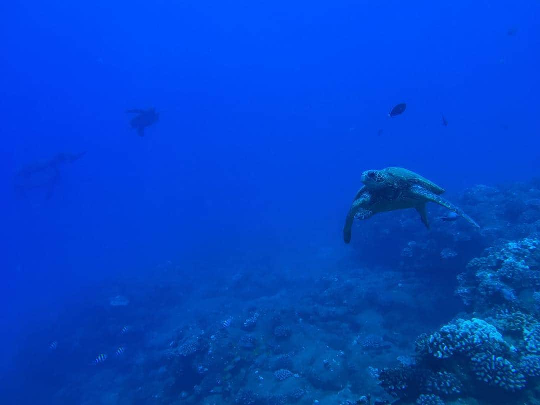 ネイサン・フィリオンさんのインスタグラム写真 - (ネイサン・フィリオンInstagram)「Diving is so exciting and at the same time, relaxing.  Nature is full of wonders and to be able to enjoy those wonders under the surface is a privilege. #boysSCUBAtrip」3月31日 2時58分 - nathanfillion