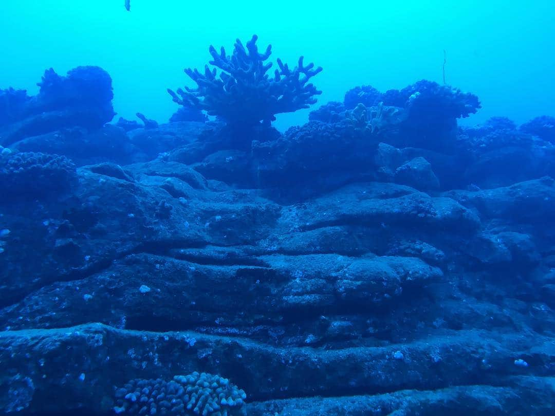 ネイサン・フィリオンさんのインスタグラム写真 - (ネイサン・フィリオンInstagram)「Diving is so exciting and at the same time, relaxing.  Nature is full of wonders and to be able to enjoy those wonders under the surface is a privilege. #boysSCUBAtrip」3月31日 2時58分 - nathanfillion