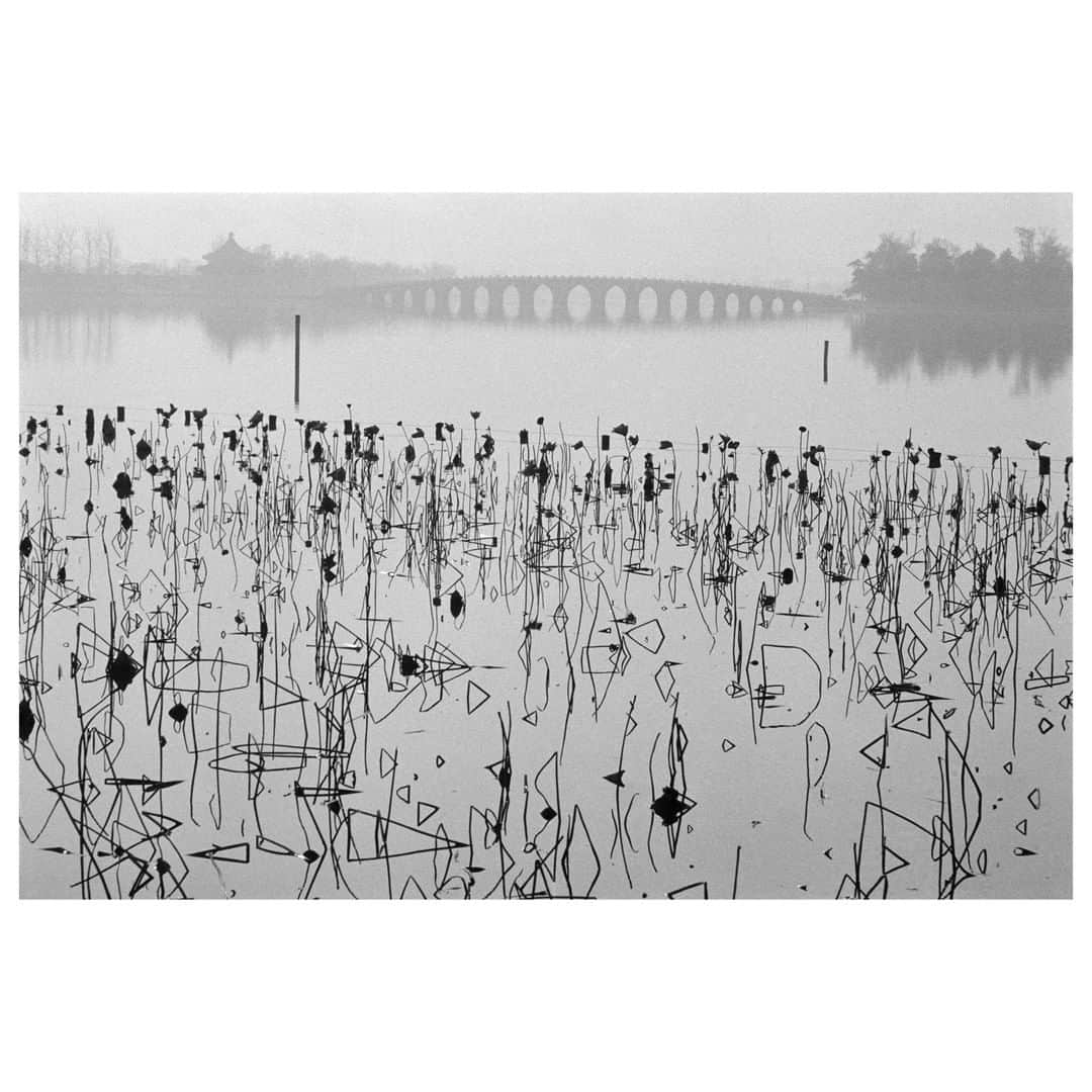 Magnum Photosさんのインスタグラム写真 - (Magnum PhotosInstagram)「From the archive: Dead lotus flowers on the Kunming Lake. Former Summer Palace. Beijing, China. 1964. . © @fondationreneburri/#MagnumPhotos」3月31日 3時00分 - magnumphotos