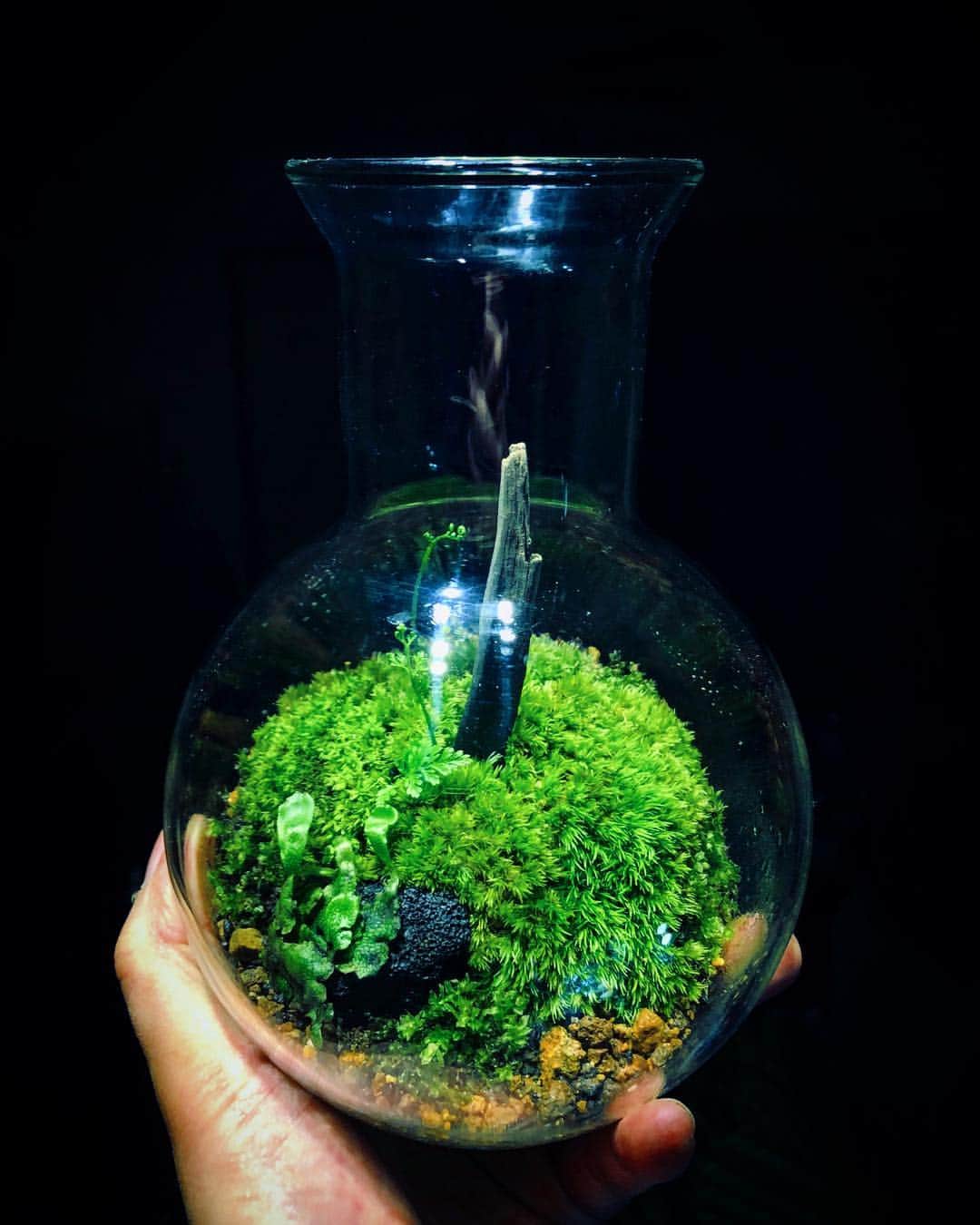 金成公信のインスタグラム：「新作。#苔テラリウム #mossterrarium #苔 #moss #plants #フラスコ」