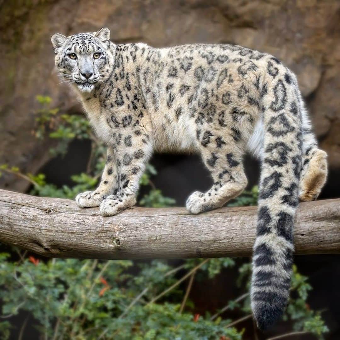 San Diego Zooさんのインスタグラム写真 - (San Diego ZooInstagram)「Check out Penny's thick and luxurious rear rudder. The snow leopard's extra long tail is one of its most iconic features. It provides a blanket of warmth when wrapped around the cat's body, but it also helps with balance on steep terrain. #snowleopard #Caturday #alongtailaboutacoolcat #ghostcats #catsofinstagram 📷: Penny Hyde」3月31日 3時55分 - sandiegozoo
