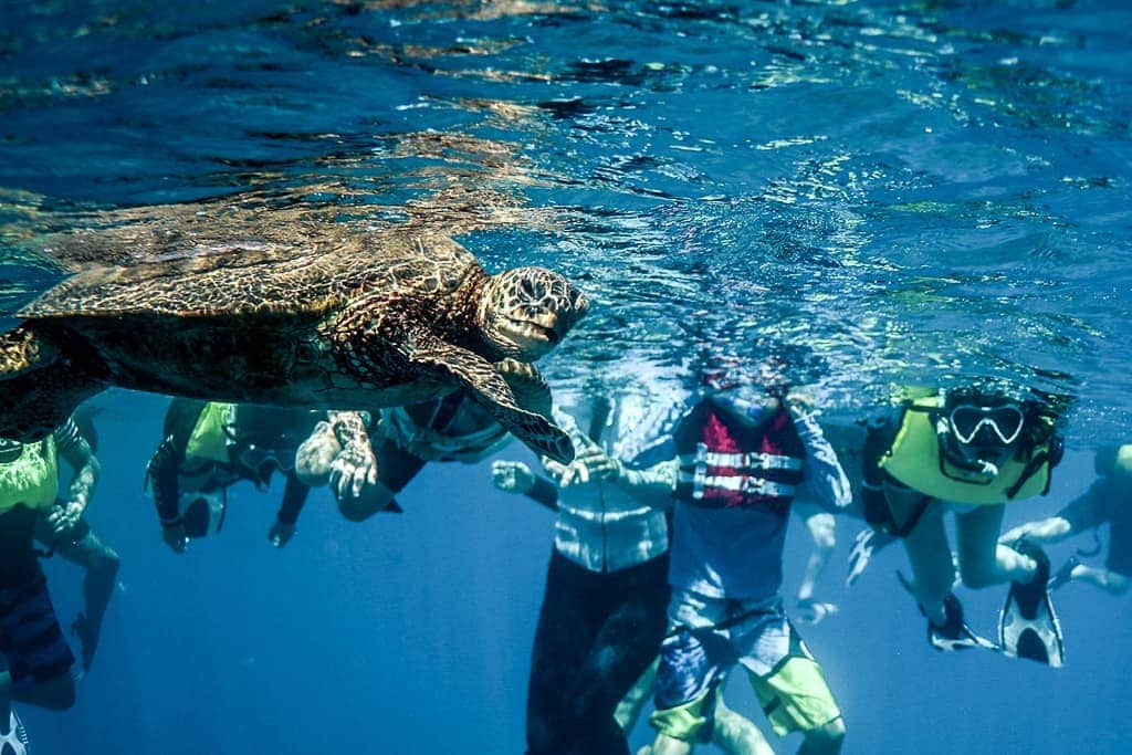 And Youさんのインスタグラム写真 - (And YouInstagram)「When you're the most popular guy at the party 😏🐢. . . #seaturtle #honu #popular #oahu #hawaiistagram」3月31日 4時59分 - dolphinsandyou