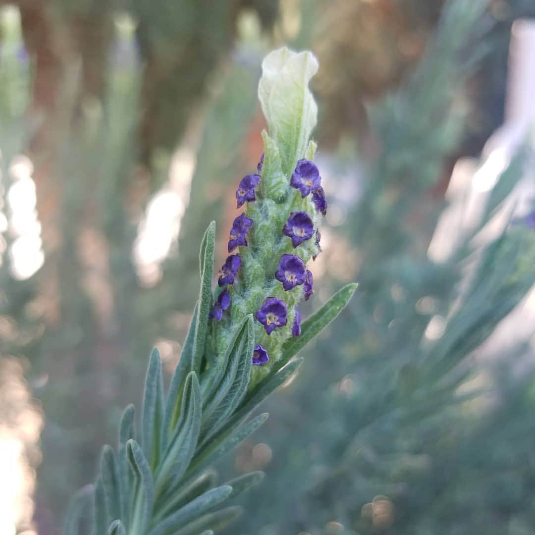 ガソリングラマーさんのインスタグラム写真 - (ガソリングラマーInstagram)「I fell in the garden the other day after I picked my head up bam the lavender is growing right in my face #theoneyoufeed 🐺🐺🐺 #GASOLINEGARDEN #ILOVEGARDENS #GARDENSRULE #GARDENCHURCH #GARDENPARTY #GARDENMAGIC #AVANTGARDEN #GARDENS #GARDENGANGSTER #garden #gardenlife #GARDENER #gardentime #GARDENING @gasolineglamour #GASOLINEGLAMOUR #SHADOWHILLS #AYEARINFLOWERS  #SPANISHLAVENDER #FRENCHLAVENDER #LAVANDULASTOECHAS #WEEK6 Lavandula stoechas, the Spanish lavender or topped lavender or French lavender, is a species of flowering plant in the family Lamiaceae, occurring naturally in several Mediterranean countries, including France, Spain, Portugal, Italy and Greece.  Scientific name: Lavandula stoechas  Higher classification: Lavender」3月31日 5時10分 - gasolineglamour