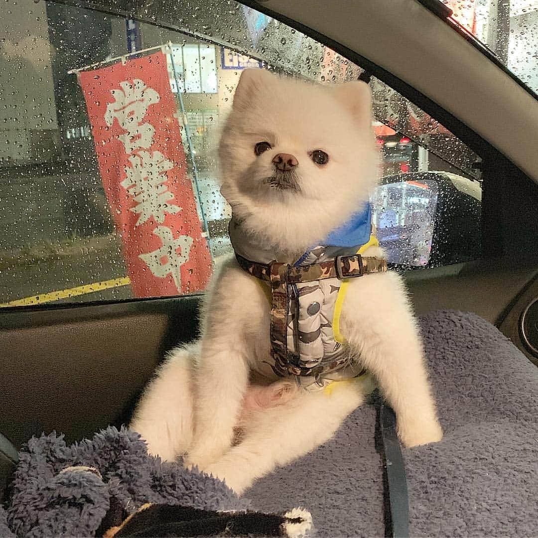 のインスタグラム：「24時間年中無休でポメラニアンやってますやっほい🈺🐶✨ #24時間営業 #年中無休 #ポメラニアン営業 #働き方改革 #ポメリズム #ポメラニアン #白ポメ #pomeranian」