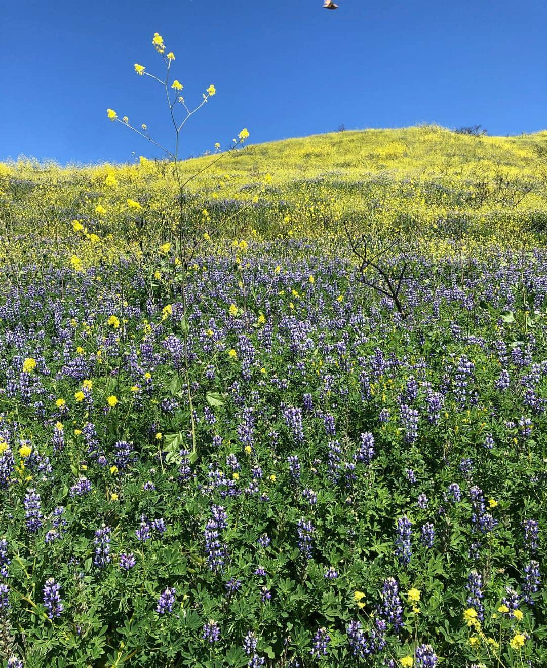 アンバー・ヴァレッタさんのインスタグラム写真 - (アンバー・ヴァレッタInstagram)「Flowers, fun and a friend in full bloom 🌼💚」3月31日 5時40分 - ambervalletta