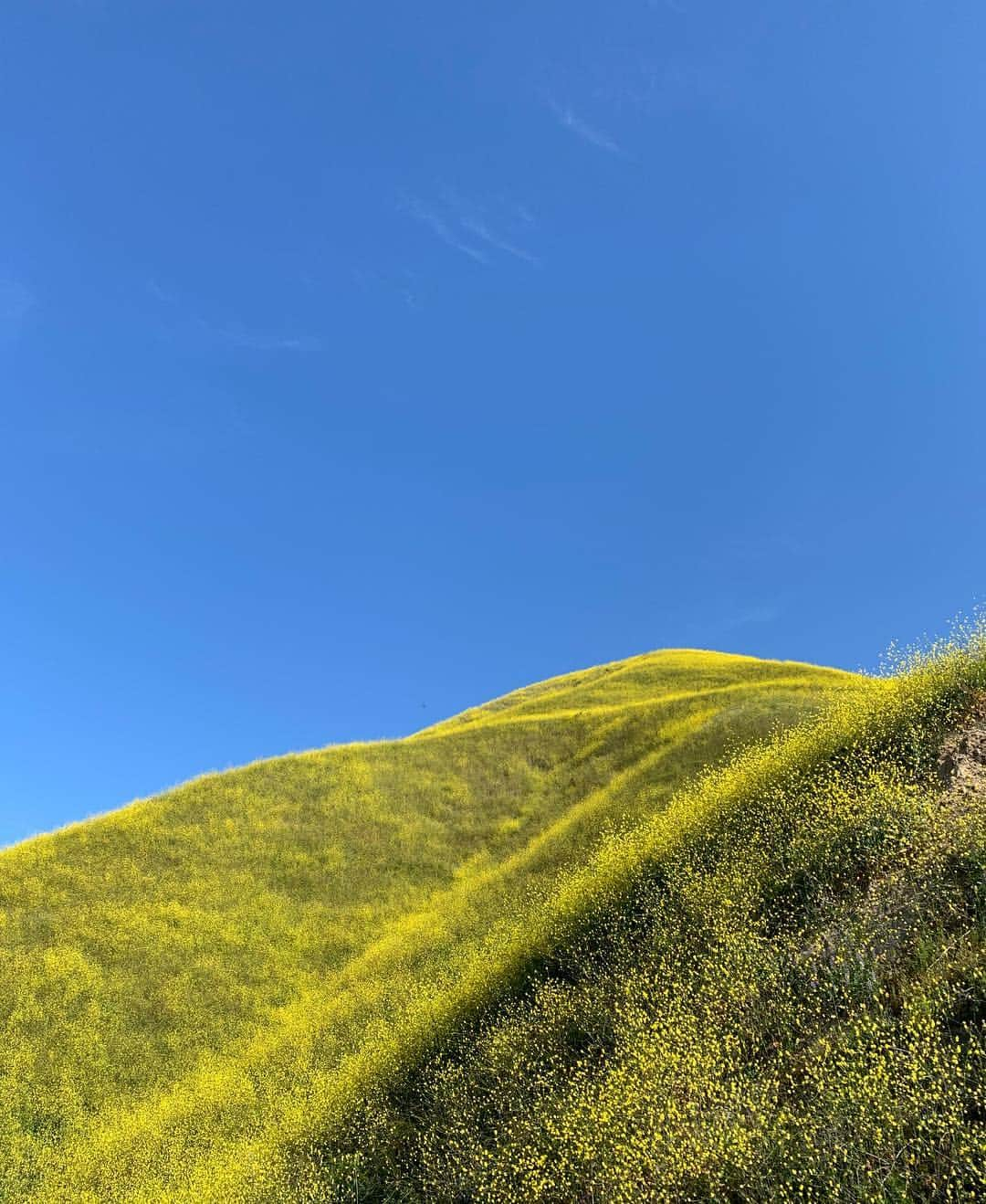 アンバー・ヴァレッタさんのインスタグラム写真 - (アンバー・ヴァレッタInstagram)「Flowers, fun and a friend in full bloom 🌼💚」3月31日 5時40分 - ambervalletta