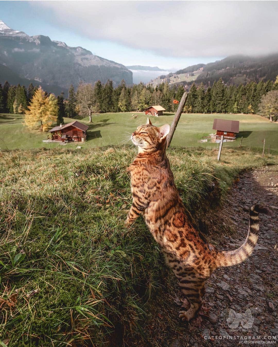 Cats of Instagramさんのインスタグラム写真 - (Cats of InstagramInstagram)「From @sukiicat: “Somewhere in the Swiss countryside😽🇨🇭” #catsofinstagram」3月31日 5時49分 - cats_of_instagram