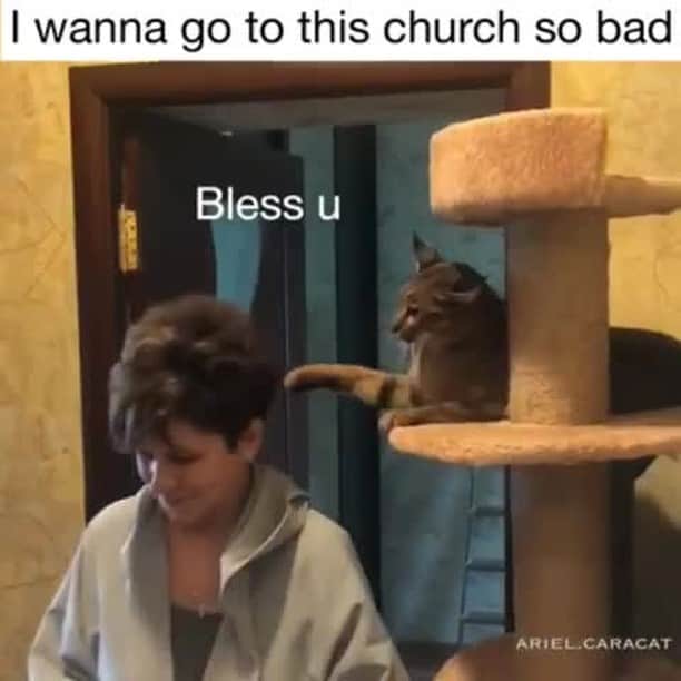 のインスタグラム：「Bless u⠀ ⠀ 📹@ariel.caracat⠀ ⠀ #meowed #arielcaracat #takemetochurch #🇷🇺」